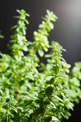 Fresh green thyme on a dark background