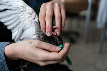 Obraz na płótnie Canvas Vet taking care of hurt pidgeon