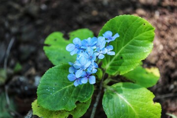 The beauty of Hortensias grown in Rio Grande do Sul, Brazil.