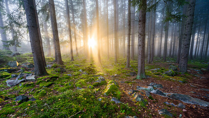 Beams of sun light shining through autumn mist in CHKO Brdy, Czechia.