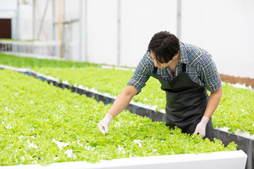 farmer picking and checking organic vegetables in hydroponic farm