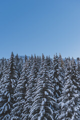 A picturesque shot of tall pine trees covered in snow in a forest in the French Alps mountains on a cold winter day (Devoluy, Hautes-Alpes)