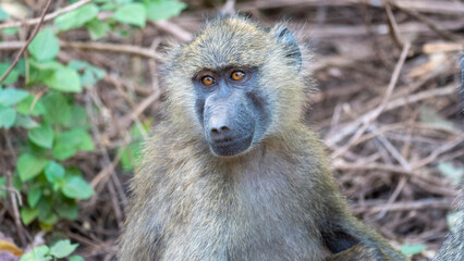 baboon sitting on the ground