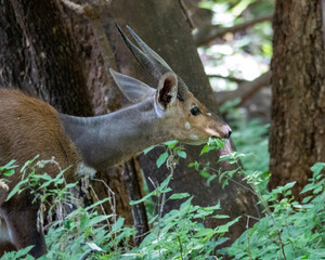 deer in the woods