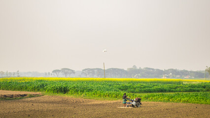 Farmer cultivating field with tractor in winter seasons. I captured this image on January 17, 2022, from Bangladesh, South Asia
