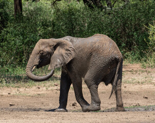 Fototapeta na wymiar Elephant Shower Elefantendusche mit Sand
