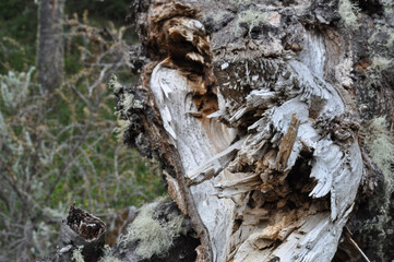 pine tree trunk