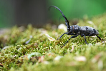 Morimus funereus, longhorn beetle in its natural habitat on a moss-covered log in a green spring forest - selective focus, space for text