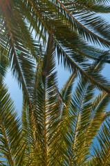 Sunlit leaves of a palm tree on a blue sky