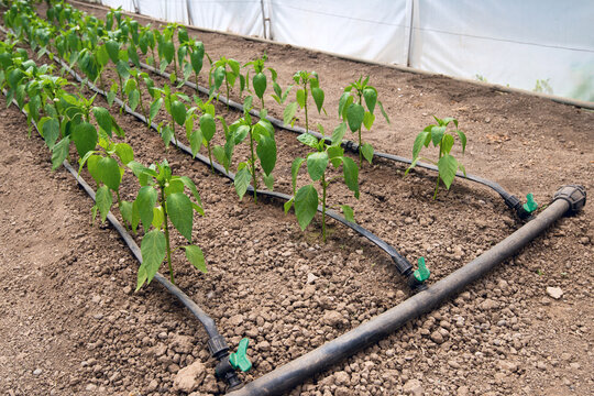 greenhouse with pepper plant and drip irrigation system- selective focus