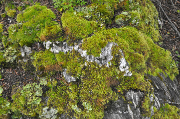 moss on stone