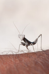 Close-up of small white mantis on human hand