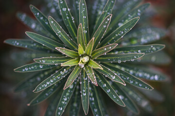 Naklejka na ściany i meble Water drops on green plant macro