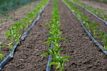 greenhouse with pepper plant and drip irrigation system- selective focus