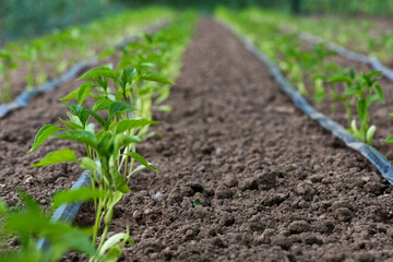 greenhouse with pepper plant and drip irrigation system- selective focus