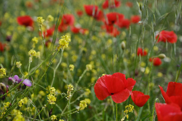 Fototapeta na wymiar Field with poppies and wildflowers, Shallow depth of field. 