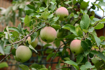Fruit tree. Ripe juicy apples on a tree branch.