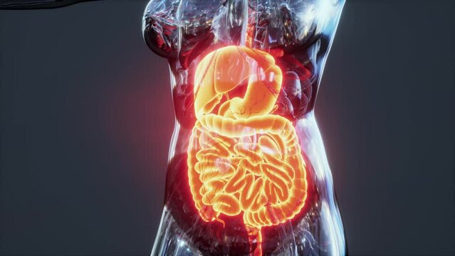 Anatomy of human body with digestive system