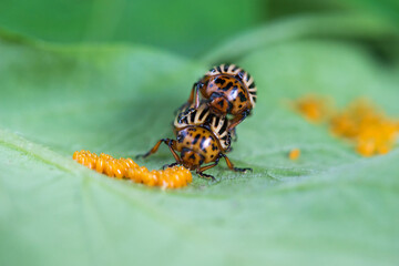 Close-up of a pair of Colorado potato beetles and their eggs. Pests of potato plants. Selective soft focus, space for text