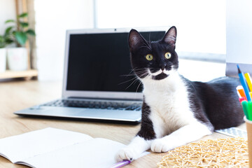 Playful black cat with white mustache and paws lies on desktop by window next to laptop and writing...
