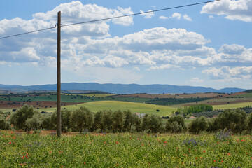 Fototapeta na wymiar Fields with poppies, wildflowers, mountains and olive trees during a sunny spring day in Spain, Andalusia countryside landscape. Shallow depth of field. 