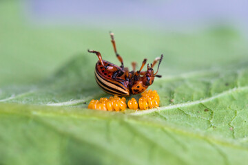 Close-up of a Colorado potato beetle and its eggs. Pest on potato plants. Selective soft focus, space for text
