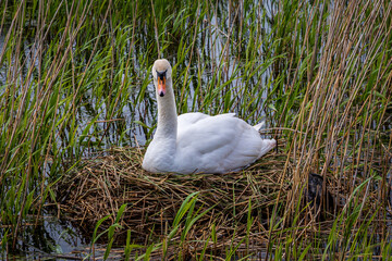 A Swan Incubating Eggs on a Nest in Springtime