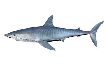 Fototapeta premium Tiger Shark