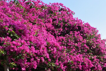 flowers in the garden