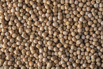 Dry pea grains close up