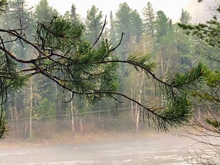 Green pine needles with a race after a summer rain in a natural environment against the background of a river and fog.