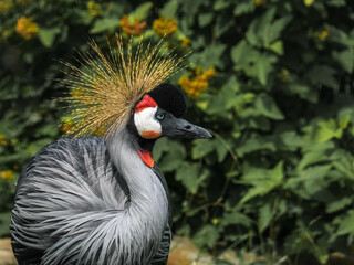 Crowned Crane