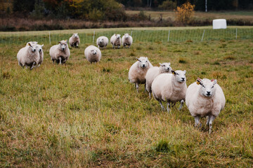 Running sheep