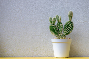 Selective focus of small plant in pot with white concrete wall as backdrop, A cactus is a member of the plant family Cactaceae a family known species of the order Caryophyllales, Nature background.