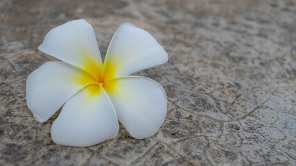 Fototapeta na wymiar Selective focus of white and yellow flowers fallen on cement floor, Plumeria known as frangipani is a genus of flowering plants in the family Apocynaceae, Nature floral background with free copy space