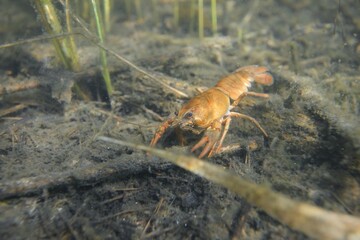 Noble crayfish Astacus astacus in a lake (natural habitat), close-up underwater shot. Crayfish plague, European wildlife, carcinology, zoology, environmental protection, science, research - 482668587