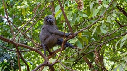 white tailed macaque