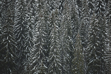 Pine trees covered with snow on the mountain slopes. Conifers in winter. Beautiful winter