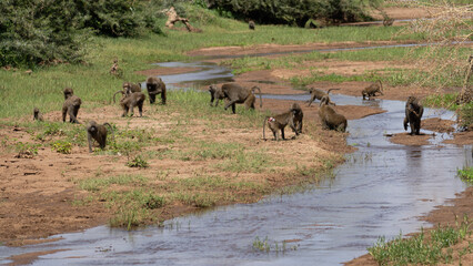 herd of wildebeest