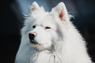 Fototapeta premium portrait of a white Samoyed looking