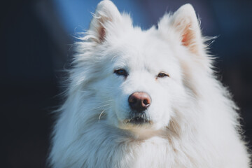 Fototapeta premium Portrait of a white Samoyed