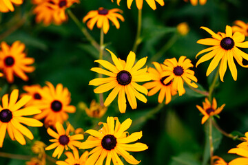 yellow flowers in the garden