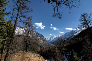 forest winter mointain