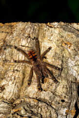 Avicularia juruensis