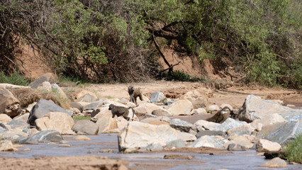 herd of wildebeest