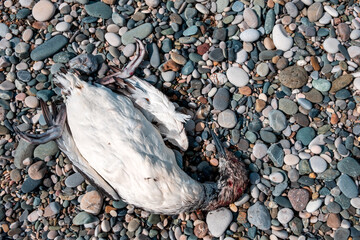a bird killed by people on the stones on the sea coast. disrespect for nature