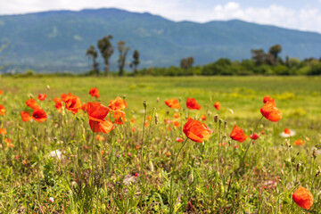 blooming red poppies on a background of mountains