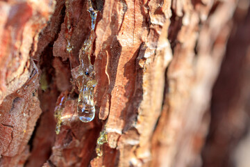 a liquid yellow drop of resin appears through the bark of a pine tree