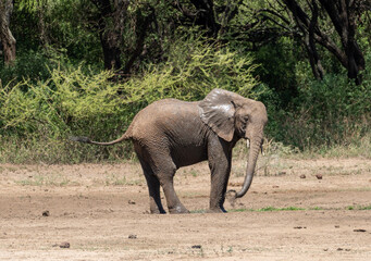Fototapeta na wymiar Elephant Shower Elefantendusche