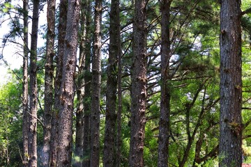 Beautiful Pines trees found in Rio Grande do Sul, Brazil.